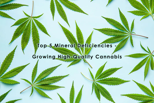 HOW TO RECOGNIZE AND OVERCOME THE TOP 5 MINERAL DEFICIENCIES - GROWING HIGH-QUALITY CANNABIS
