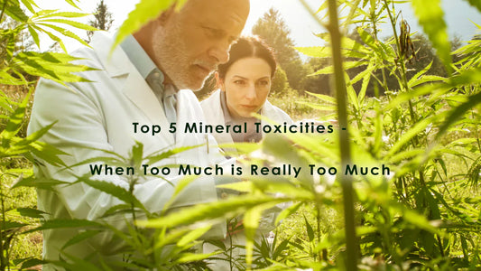 HOW TO SPOT MINERAL TOXICITIES IN CANNABIS - THE TOP 5 MOST COMMON PROBLEMS